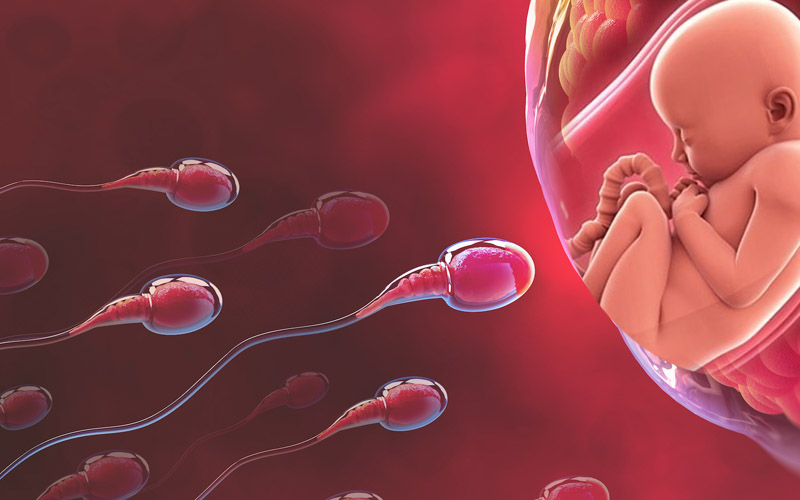 Tinh trùng yếu không chỉ làm giảm khả năng thụ thai mà còn làm ảnh hưởng đến sự phát triển của thai nhi