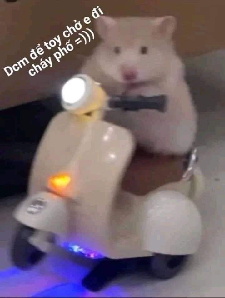 Meme Chuột Hamster