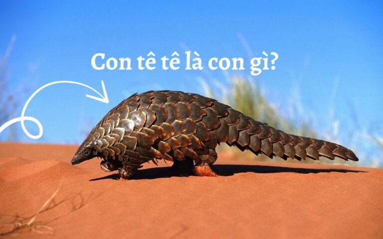 Con tê tê là con gì