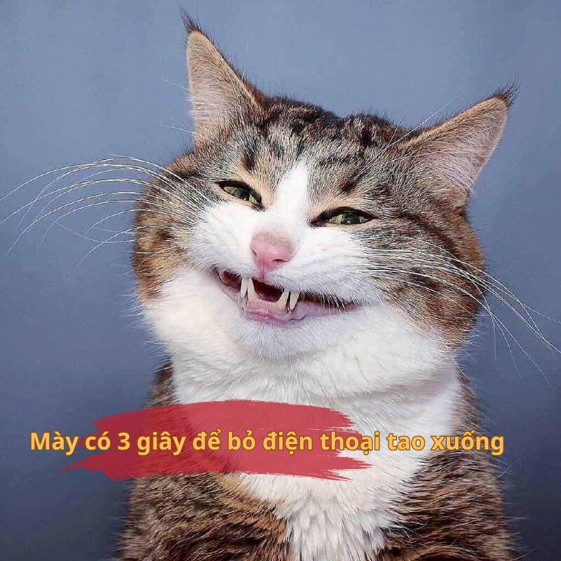 Mày có 3 giây để bỏ điện thoại tao xuống